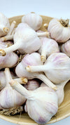 온타리오 최고급 햇 마늘 1파운드(대) (Ontario High Quality New Garlic 1Lb)
