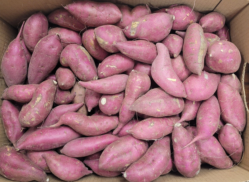 [2025년 햇고구마] 달고 맛있는 캘리포니아 고구마 (California Sweet Potato)