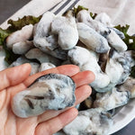 [$3 할인] 최고급 한국 통영산 횟감용 냉동굴 500g (Korea Frozen oysters for sashimi from Tongyeong 500g)